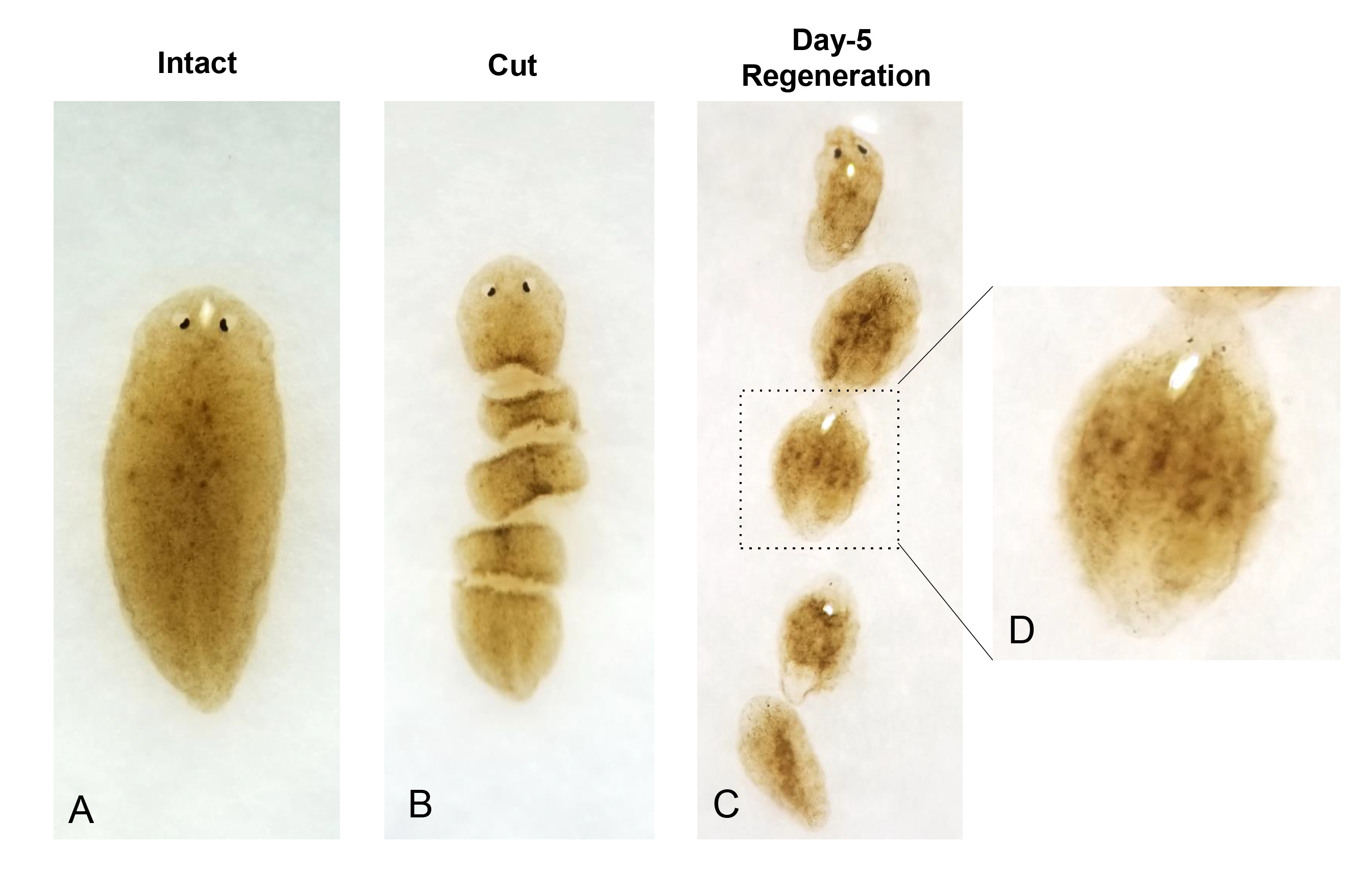 regeneration of planaria